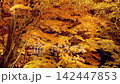 Lake Yamanaka bathed in the sunset, autumn leaves on the shore at sunset / Autumn scenery of Yamanashi Prefecture 142447853