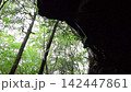 Looking up at the trees of Aokigahara Forest from behind the rocks inside the cave / Saiko Ryugu Cave 142447861