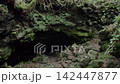 The moss-covered entrance to the Saiko Ryugu Cave / A tranquil natural landscape of Aokigahara Forest 142447877