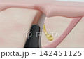 毛乳頭から髪の毛が成長する頭皮断面図構造の3DCG 142451125