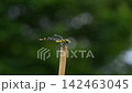 Uchiyayama 142463045