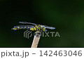 Uchiyayama 142463046
