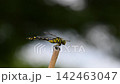Uchiyayama 142463047