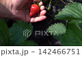 真っ赤に完熟した苺を摘み取る男性（5月）家庭菜園　フィックス 142466751