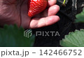 真っ赤に完熟した苺を摘み取る男性（5月）家庭菜園　下から上へ摘み取りフォロー 142466752
