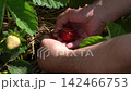真っ赤に完熟した苺を摘み取る男性（5月）家庭菜園　フィックス 142466753
