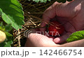 真っ赤に完熟した苺を摘み取る男性（5月）家庭菜園　下から上へ摘み取りフォロー 142466754