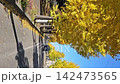 Fall ginkgo biloba tree 142473565
