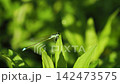 一隻藍尾豆娘在田野裡的一片葉子上休息 142473575