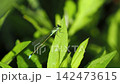 一隻藍色的豆娘飛回來了 142473615
