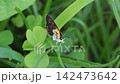 一隻紅銅蝴蝶停在田野裡的一片葉子上 142473642