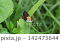 一隻紅銅蝴蝶停在田野裡的一片葉子上 142473644