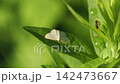 一隻小型尺蛾停在葉子上。 142473667