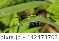 一隻藍色的豆娘棲息在葉子上，葉子上還掛著清晨的露珠。 142473703