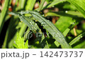 田野裡的植物被晨露弄濕 142473737