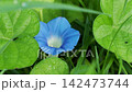 田野裡盛開的牽牛花 142473744