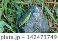蚱蜢騎在石頭上 142473749