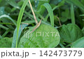 田野裡的一片葉子上停著一隻棕色的蚱蜢。 142473779