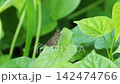 一隻弄蝶從田野裡的一片葉子上飛起。 142474766