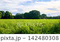 Sunny green meadow stretches toward dense woodland under bright blue sky with soft clouds. Peaceful summer landscape shows lush grass, warm sunlight and tranquil countryside scenery in rural nature 142480308