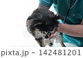 犬隻體檢、獸醫、動物醫院、老年犬、吉娃娃 犬隻體檢、獸醫、動物醫院、老年犬、吉娃娃 142481201