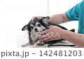 犬類身體檢查、獸醫、動物醫院、吉娃娃 犬類身體檢查、獸醫、動物醫院、吉娃娃 142481203