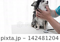 犬隻檢查、聽診器、獸醫、動物醫院、吉娃娃 犬隻檢查、聽診器、獸醫、動物醫院、吉娃娃 142481204