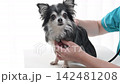 犬隻檢查、聽診器、獸醫、動物醫院、吉娃娃 犬隻檢查、聽診器、獸醫、動物醫院、吉娃娃 142481208