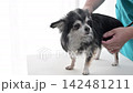 犬隻檢查、聽診器、獸醫、動物醫院、吉娃娃 犬隻檢查、聽診器、獸醫、動物醫院、吉娃娃 142481211