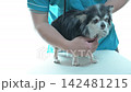犬隻檢查、聽診器、獸醫、動物醫院、吉娃娃 犬隻檢查、聽診器、獸醫、動物醫院、吉娃娃 142481215