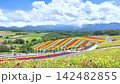 Hokkaido, Japan - Aug. 13, 2026 :Panoramic view of vibrant rainbow flower fields and rolling hills in Shikisai no Oka with orange marigolds in foreground, Biei, Hokkaido, Japan 142482855