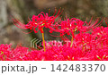 Spider lilies along the approach to Seihōji Temple in Yokohama 142483370