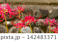 Slow motion footage of a swallowtail butterfly feeding on nectar from spider lilies along the approach to Seihōji Temple in Yokohama. 142483371