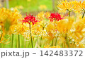 Red spider lilies surrounded by yellow spider lilies at Saihoji Temple 142483372