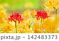 Red spider lilies surrounded by yellow spider lilies at Saihoji Temple 142483373