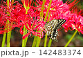 A swallowtail butterfly sucking nectar from a red spider lily 142483374