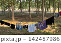 Wet clothes drying on a clothesline in the forest 142487986