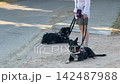 Woman standing with two black dogs resting on a path 142487988