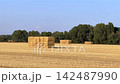 Golden hay bales resting in a summer field 142487990