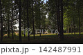 Gentle panning shot through a sunlit verdant forest 142487991