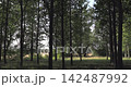 Tracking shot moving through a green forest with tall trees 142487992