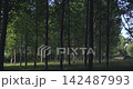 Gentle wind blowing through a forest of poplar trees 142487993