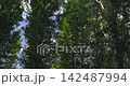 Looking up at tall green trees moving in the wind 142487994
