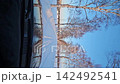 White birch trees in winter 142492541