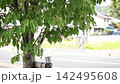 A video showcasing the refreshing image of a town with lush greenery and a breeze blowing through a blue sky. 142495608