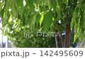 A refreshing video with images of fresh greenery and a breeze blowing through a blue sky. 142495609