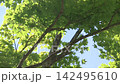 A refreshing video with images of fresh greenery and a breeze blowing through a blue sky. 142495610