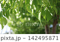 A refreshing video with images of fresh greenery and a breeze blowing through a blue sky. 142495871
