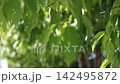 A refreshing video with images of fresh greenery and a breeze blowing through a blue sky. 142495872