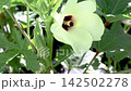 秋葵花和秋葵果實（逐針視圖） 142502278